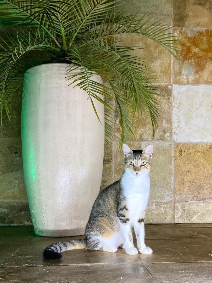 Villa Corsica Преа Екстер'єр фото